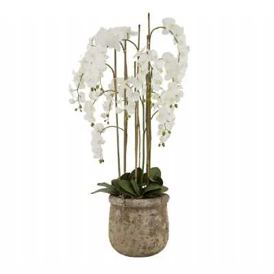 Large White Orchid In Antique Stone Pot