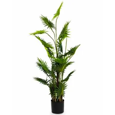 Ornamental Fan Palm Tree In Black Pot