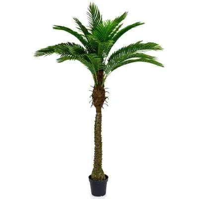 Ornamental Large Palm Tree In Black Pot