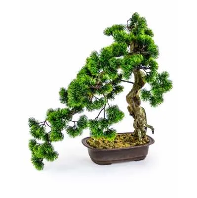 Ornamental Large Bonsai Tree In Iron Pot