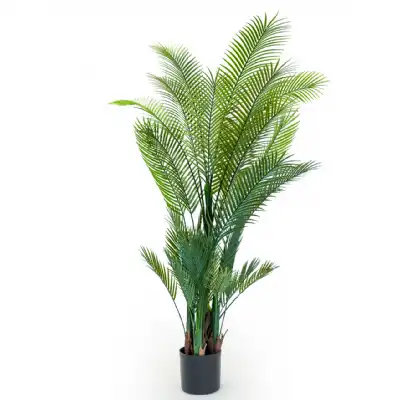 Large Palm Tree In Black Pot