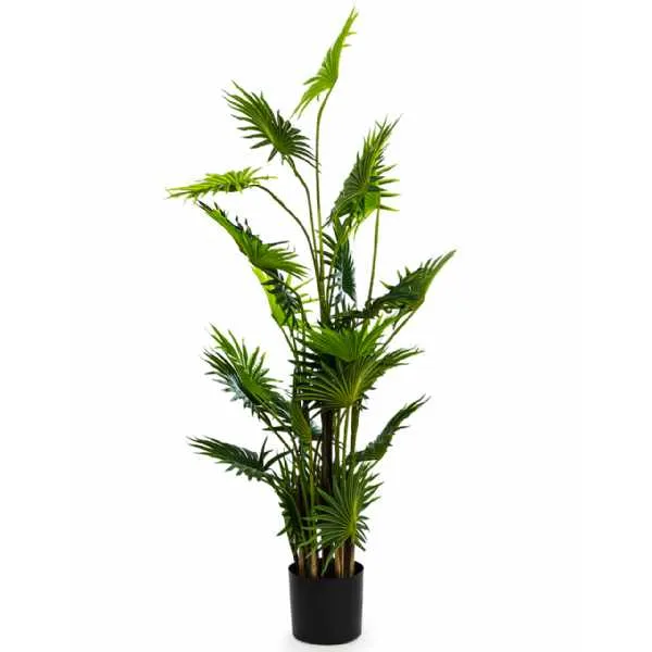 Ornamental Fan Palm Tree In Black Pot