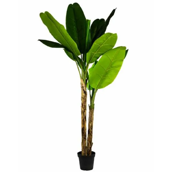 Large Ornamental Banana Tree In Black Pot