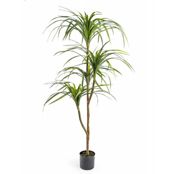 Large Ornamental Marginata Tree