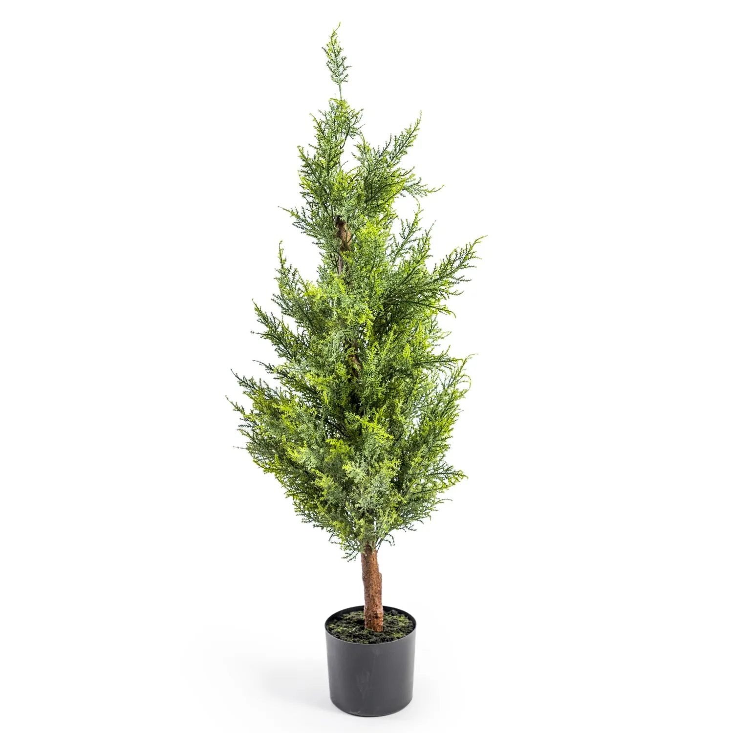 Large Potted Conifer Tree